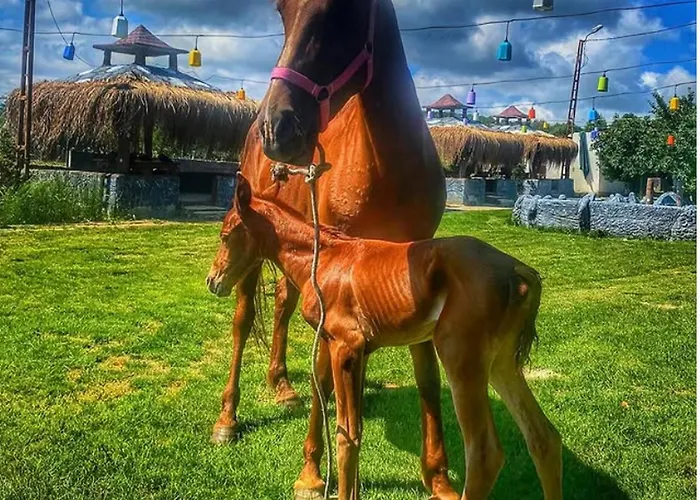 Selale Park Catalca 4* Eskiomerler